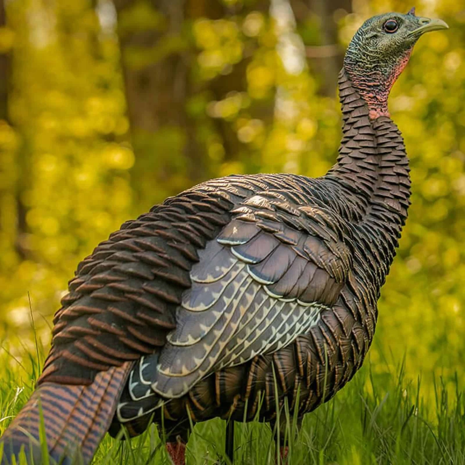 Avian-X Turkey Decoy HDR Hen Breeder, Lookout AVX8106 5 Avian-X Turkey Decoy HDR Hen Breeder, Lookout AVX8106 - Image 3