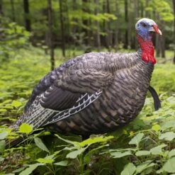 Avian-X Turkey Decoy LCD Jake Quarter Strut AVX8003 -Sport Hunting Shop AvianX 08003 Avian X Turkey Decoy LCD Jake Quarter Strut AVX8003 Pic