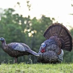 Avian-X Turkey Decoy LCD Strutter Tom AVX8004 -Sport Hunting Shop AvianX 08004 Avian X Turkey Decoy LCD Strutter Tom AVX8004 Pic