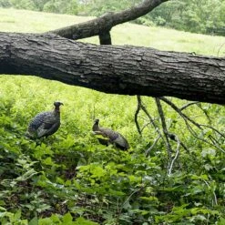 Avian-X Turkey Decoy LCD Lookout Hen AVX8006 7 Avian-X Turkey Decoy LCD Lookout Hen AVX8006 -Sport Hunting Shop AvianX 08006 Avian X Turkey Decoy LCD Lookout Hen AVX8006 Pic