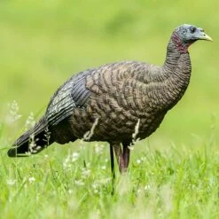 Avian-X Turkey Decoy LCD Breeder Hen AVX8008 7 Avian-X Turkey Decoy LCD Breeder Hen AVX8008 -Sport Hunting Shop AvianX 08008 Avian X Turkey Decoy LCD Breeder Hen AVX8008 Pic