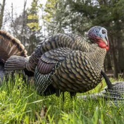 Avian-X Turkey Decoy LCD Half Strut Jake AVX8012 7 Avian-X Turkey Decoy LCD Half Strut Jake AVX8012 -Sport Hunting Shop AvianX 080124 Avian X Turkey Decoy Half Strut Jake AVX8012 Pic
