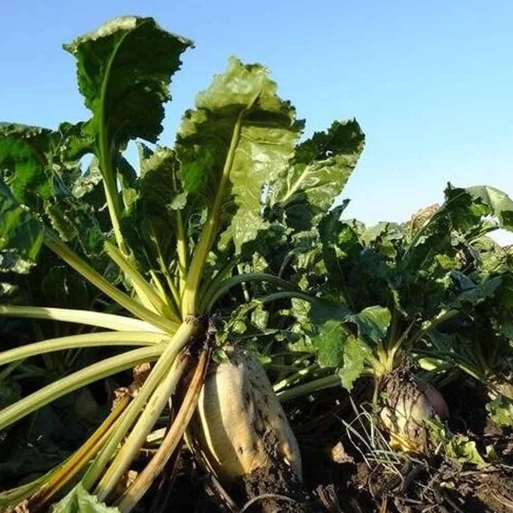 Domain Outdoor Food Plot Seed Beet Down 2lb Jug (Plants 1/4 ACRE) 4 Domain Outdoor Food Plot Seed Beet Down 2lb Jug (Plants 1/4 ACRE) - Image 2