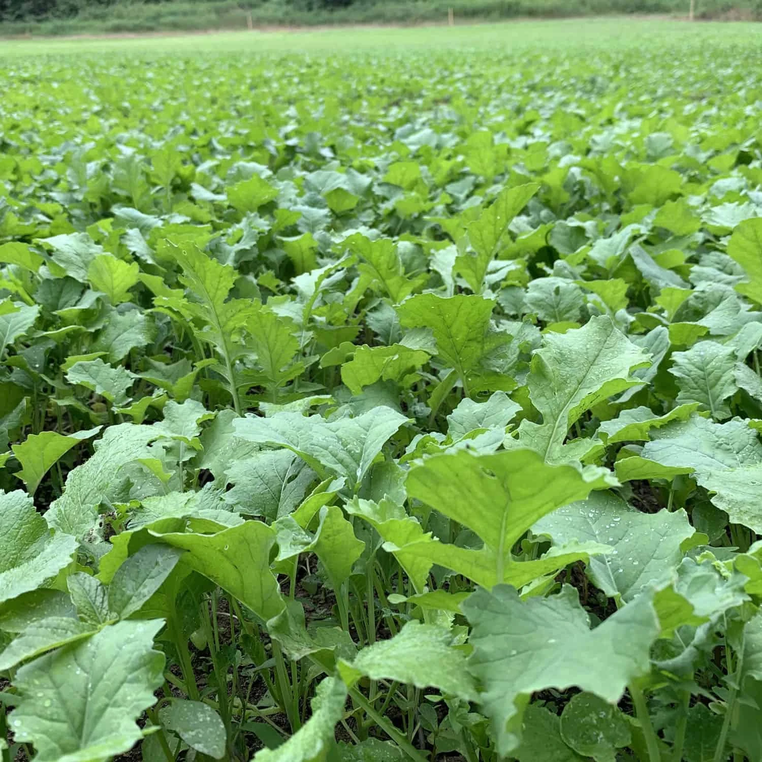 Domain Outdoor Food Plot Seed Big Sexy 3lb Jug (Plants 1/2 ACRE) 4 Domain Outdoor Food Plot Seed Big Sexy 3lb Jug (Plants 1/2 ACRE) - Image 2