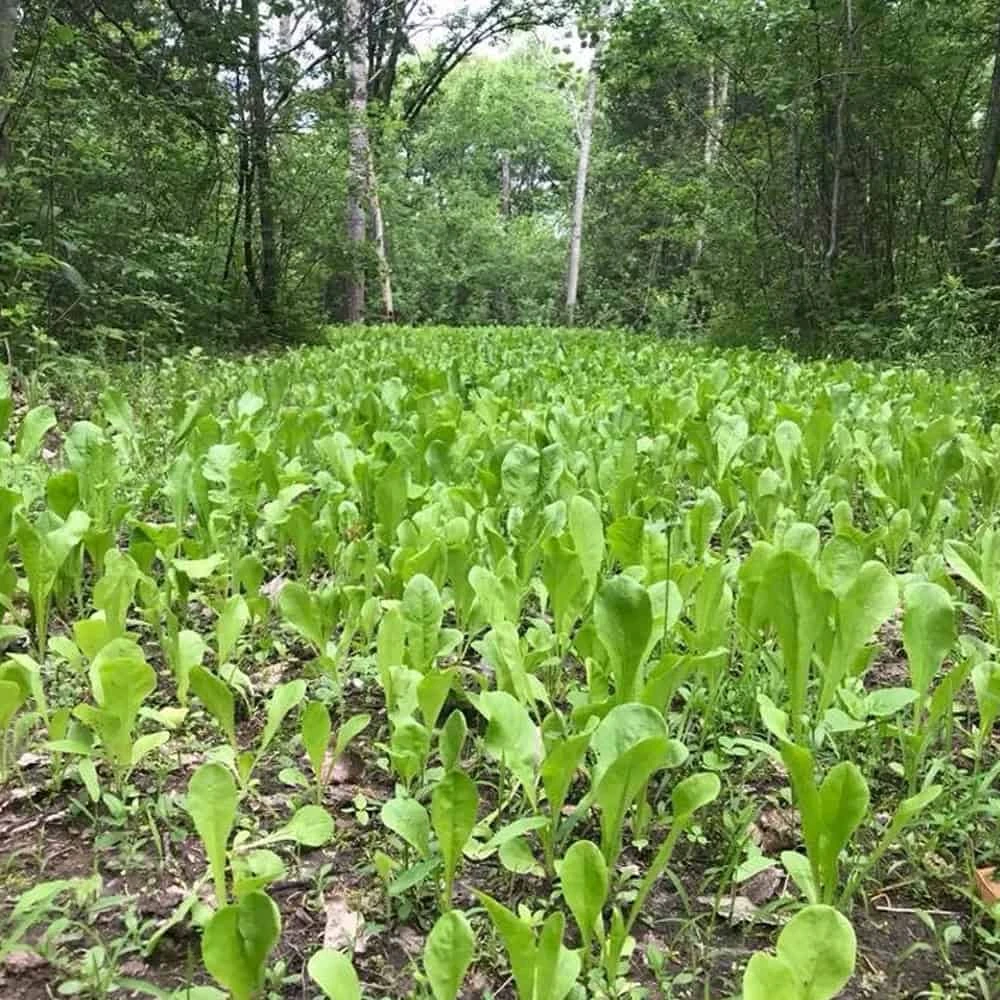 Domain Outdoor Food Plot Seed Hot Chic 3lb Jug (Plants 1/2 ACRE) 4 Domain Outdoor Food Plot Seed Hot Chic 3lb Jug (Plants 1/2 ACRE) - Image 2