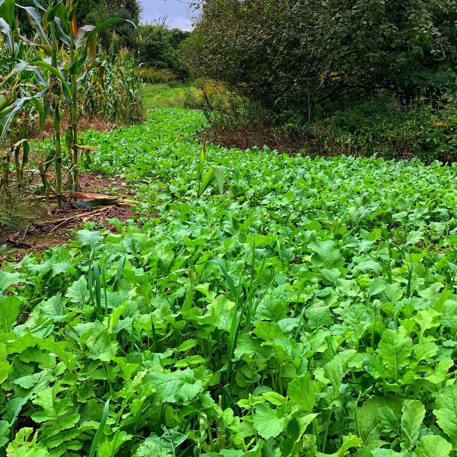 Domain Outdoor Food Plot Seed Sugar Momma 3.25lb Jug (Plants 1/2 ACRE) 4 Domain Outdoor Food Plot Seed Sugar Momma 3.25lb Jug (Plants 1/2 ACRE) - Image 2