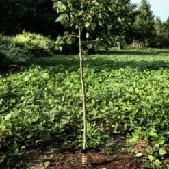 Hodag Licking Stick FlexPlate Base 7 Hodag Licking Stick FlexPlate Base -Sport Hunting Shop Hodag Hodag Licking Stick with Tree 2 2