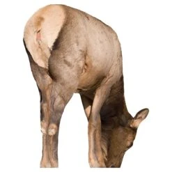 Montana Decoy Company Miss September Feeding Cow Elk