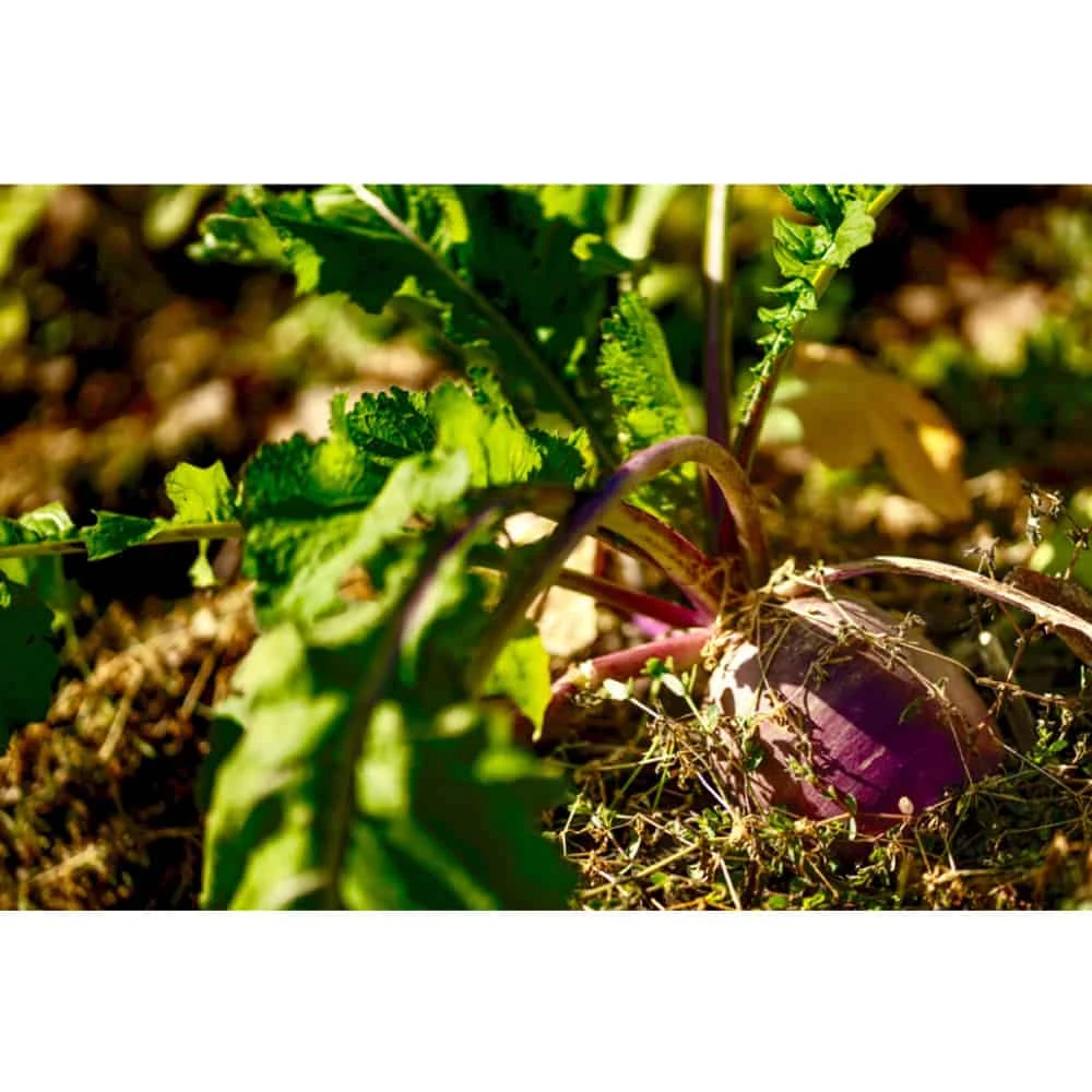 Real World Wildlife Products Plot Topper 3lb Jug 4 Real World Wildlife Products Plot Topper 3lb Jug - Image 2